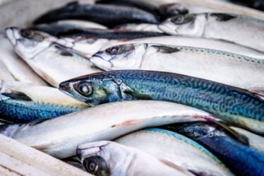 Hausse des prix du poisson norvégien - 20