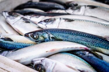 Hausse des prix du poisson norvégien - 21