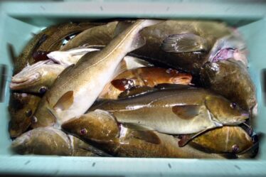 Étude : Les pêcheurs sportifs peuvent ingérer trop de mercure s'ils mangent leurs propres prises et beaucoup d'autres fruits de mer - 16