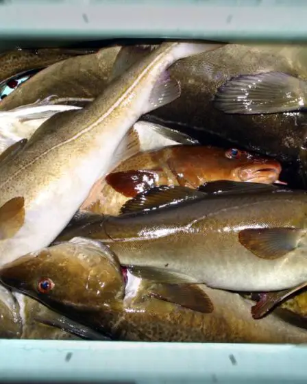 Étude : Les pêcheurs sportifs peuvent ingérer trop de mercure s'ils mangent leurs propres prises et beaucoup d'autres fruits de mer - 1