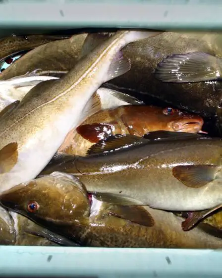 Étude : Les pêcheurs sportifs peuvent ingérer trop de mercure s'ils mangent leurs propres prises et beaucoup d'autres fruits de mer - 13