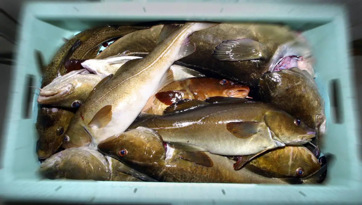 Étude : Les pêcheurs sportifs peuvent ingérer trop de mercure s'ils mangent leurs propres prises et beaucoup d'autres fruits de mer 4 Étude : Les pêcheurs sportifs peuvent ingérer trop de mercure s'ils mangent leurs propres prises et beaucoup d'autres fruits de mer - 3