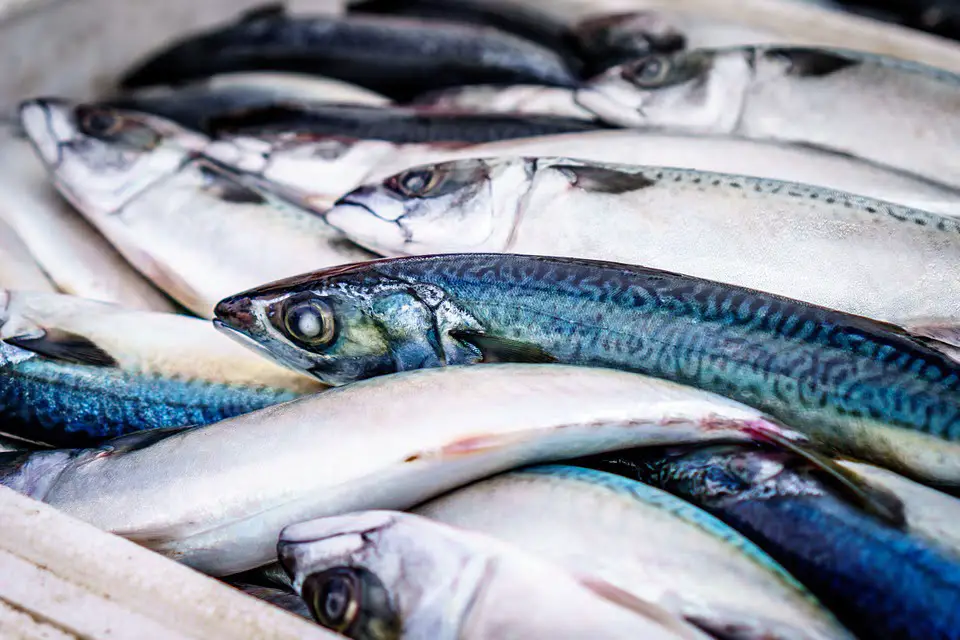 Hausse des prix du poisson norvégien - 3