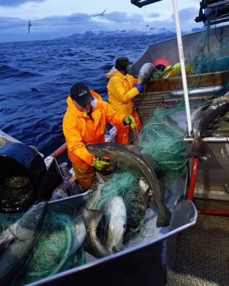 4 000 travailleurs étrangers viennent aux Lofoten et aux Vesterålen pour la saison de pêche. Il y a peur de l'infection 17 4 000 travailleurs étrangers viennent aux Lofoten et aux Vesterålen pour la saison de pêche. Il y a peur de l'infection - 16