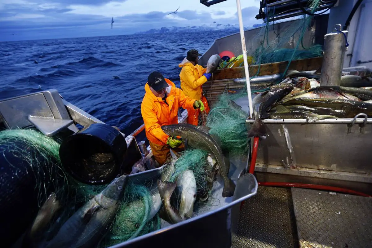 4 000 travailleurs étrangers viennent aux Lofoten et aux Vesterålen pour la saison de pêche. Il y a peur de l'infection 4 4 000 travailleurs étrangers viennent aux Lofoten et aux Vesterålen pour la saison de pêche. Il y a peur de l'infection - 3