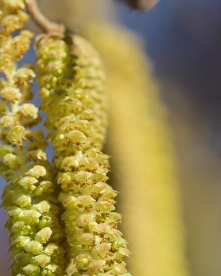 La saison des pollens de bouleau arrive maintenant 5 La saison des pollens de bouleau arrive maintenant - 4