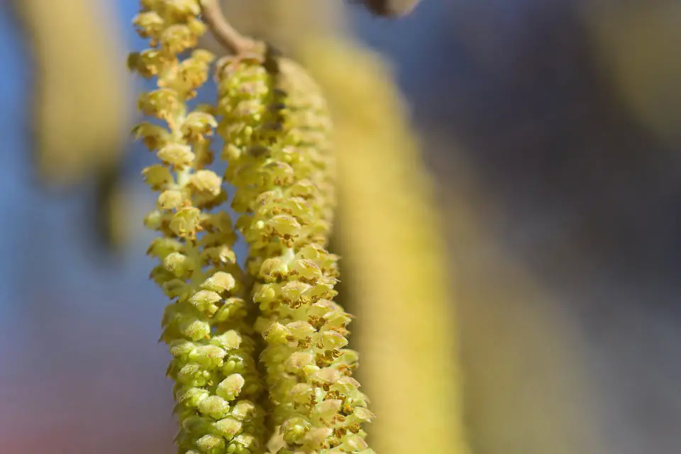 La saison des pollens de bouleau arrive maintenant - 3