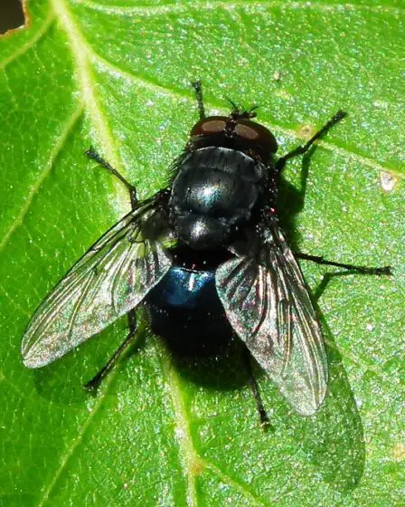 Professeur: - Nous consommons un kilo d'insectes par an 8 Professeur: - Nous consommons un kilo d'insectes par an - 7