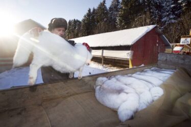 Les éleveurs norvégiens de fourrure doivent obtenir une réponse finale sur l'indemnisation après l'interdiction de l'industrie de la fourrure - 18