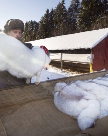Les éleveurs norvégiens de fourrure doivent obtenir une réponse finale sur l'indemnisation après l'interdiction de l'industrie de la fourrure - 28