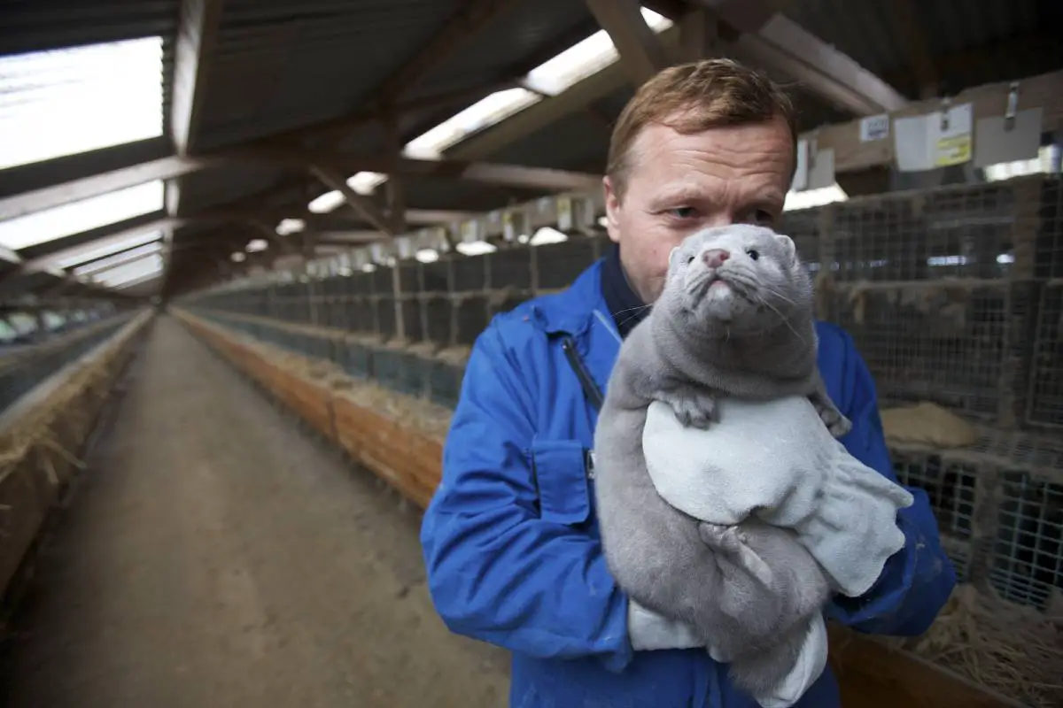 Les éleveurs de fourrures norvégiens craignent la ruine économique alors que le gouvernement prépare une nouvelle loi interdisant l'élevage de fourrures - 3
