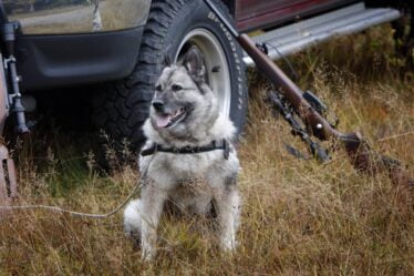 Ce sont les sept races de chiens indigènes de Norvège - et nous les aimons toutes - 42