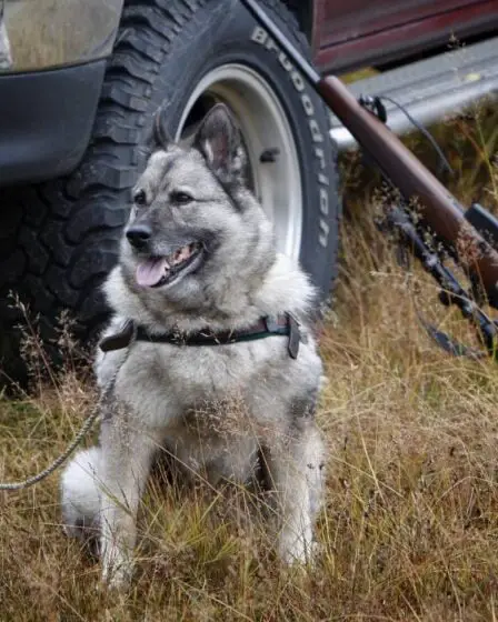Ce sont les sept races de chiens indigènes de Norvège - et nous les aimons toutes - 7