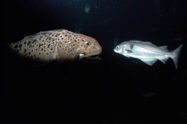 Institut norvégien de recherche marine: la pollution par les hydrocarbures cause des dommages à l'ADN des poissons - 8
