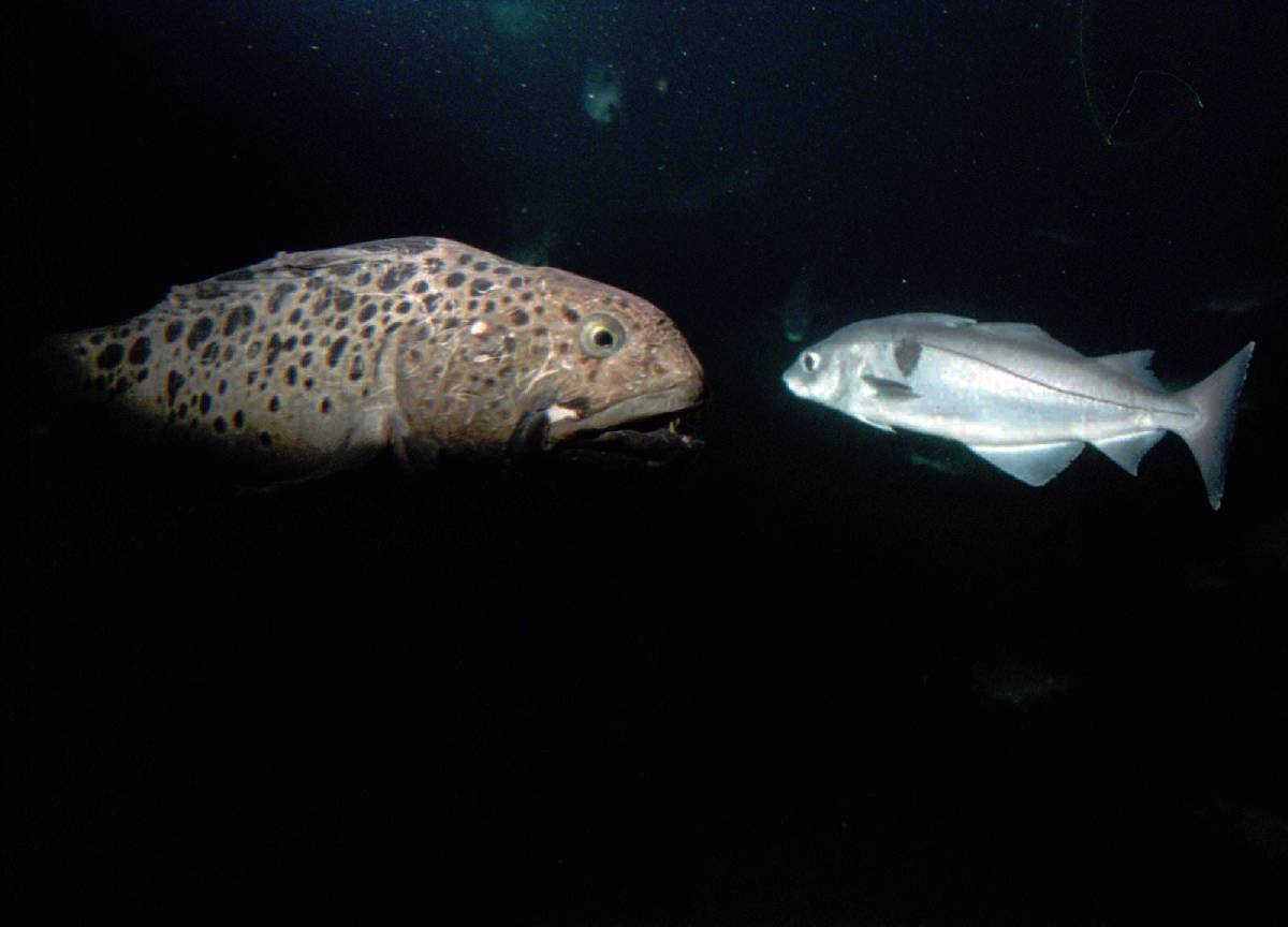 Institut norvégien de recherche marine: la pollution par les hydrocarbures cause des dommages à l'ADN des poissons 4 Institut norvégien de recherche marine: la pollution par les hydrocarbures cause des dommages à l'ADN des poissons - 3