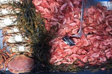 Le ministre des Pêches facilite les ventes de crevettes et de poisson au quai - 20
