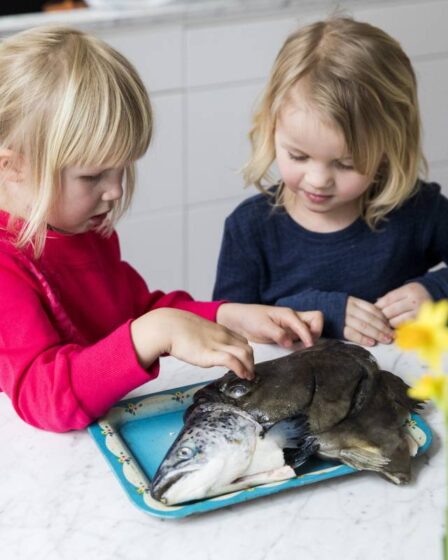 Le ministre norvégien de la Pêche veut utiliser 13 millions de couronnes pour inciter plus de jeunes à manger du poisson - 27