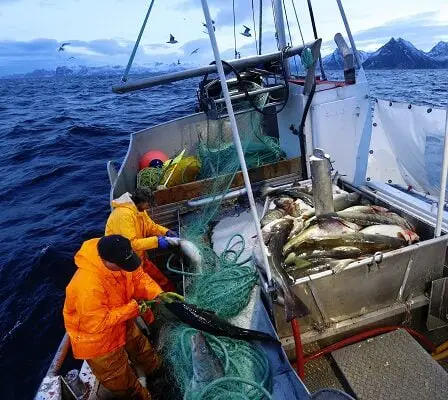 La pêche à la morue enfin rentable à Jan Mayen 14 La pêche à la morue enfin rentable à Jan Mayen - 13