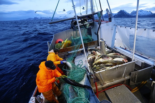 La pêche à la morue enfin rentable à Jan Mayen 4 La pêche à la morue enfin rentable à Jan Mayen - 3