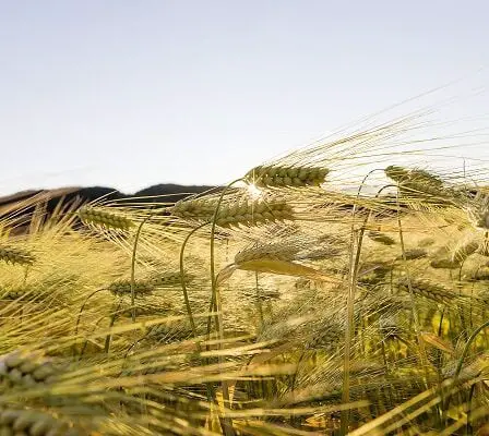Le changement climatique rendra la nourriture plus chère 31 Le changement climatique rendra la nourriture plus chère - 30