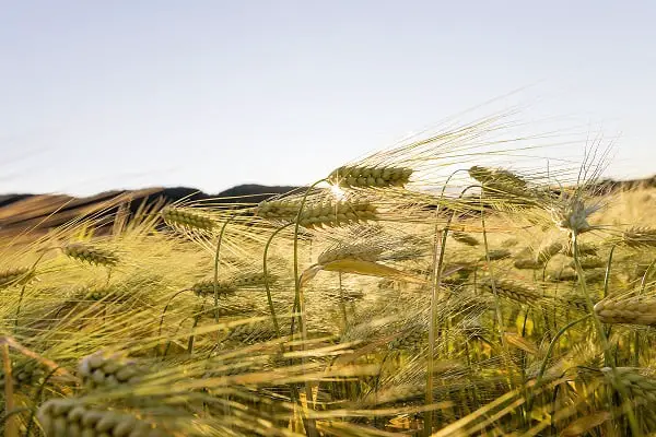 Le changement climatique rendra la nourriture plus chère 4 Le changement climatique rendra la nourriture plus chère - 3