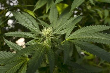 Le fonds pétrolier gagne 446 millions sur les actions de cannabis - 6