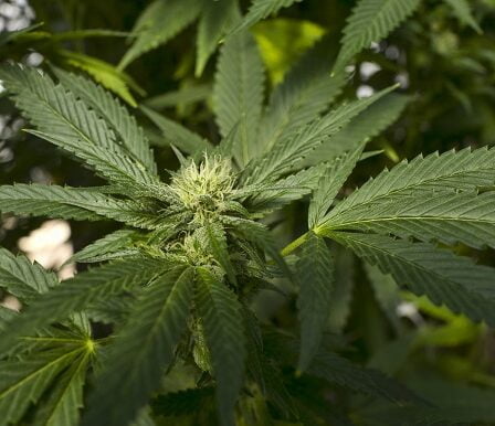 Le fonds pétrolier gagne 446 millions sur les actions de cannabis 20 Le fonds pétrolier gagne 446 millions sur les actions de cannabis - 19