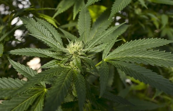 Le fonds pétrolier gagne 446 millions sur les actions de cannabis 4 Le fonds pétrolier gagne 446 millions sur les actions de cannabis - 3
