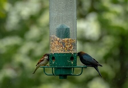Les aliments importés pour oiseaux peuvent provoquer la propagation des mauvaises herbes 11 Les aliments importés pour oiseaux peuvent provoquer la propagation des mauvaises herbes - 10