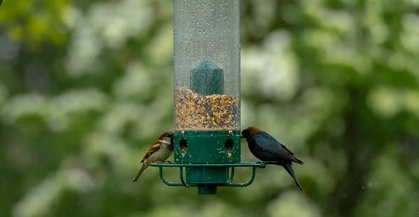 Les aliments importés pour oiseaux peuvent provoquer la propagation des mauvaises herbes 4 Les aliments importés pour oiseaux peuvent provoquer la propagation des mauvaises herbes - 3