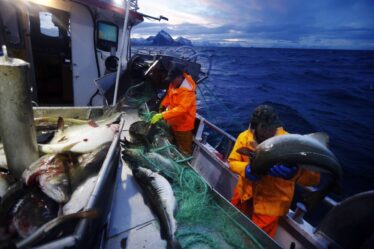 4000 travailleurs saisonniers viennent aux Lofoten pour la saison de pêche malgré un chômage record - 20