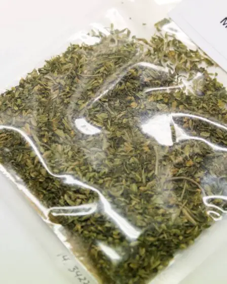 Les douanes norvégiennes ont saisi 260% plus de marijuana en 2020 que l'année précédente 2 Les douanes norvégiennes ont saisi 260% plus de marijuana en 2020 que l'année précédente - 1