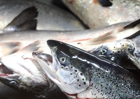 Meilleure prise de saumon depuis dix ans 14 Meilleure prise de saumon depuis dix ans - 13