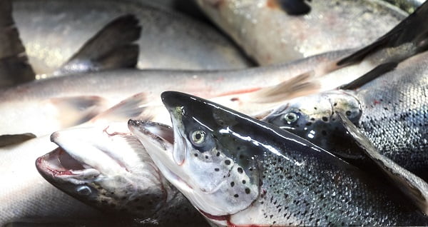 Meilleure prise de saumon depuis dix ans 6 Meilleure prise de saumon depuis dix ans - 5