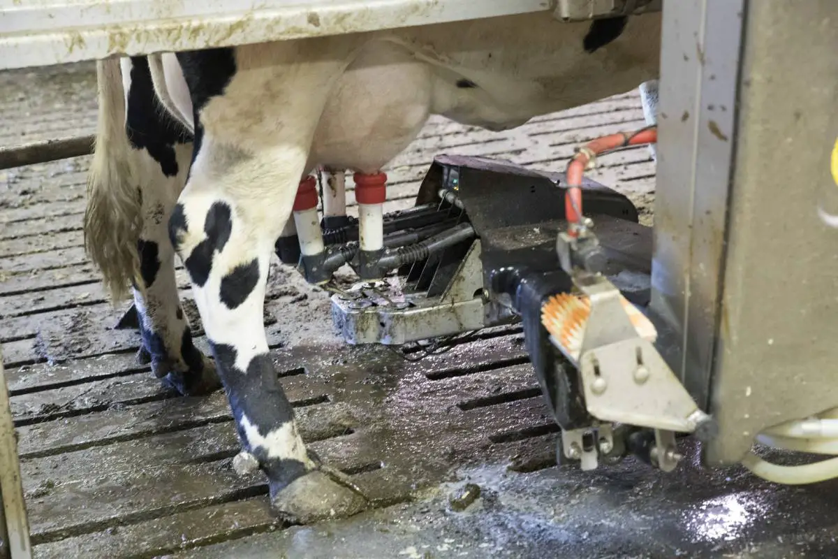 La Norvège décide de maintenir l'interdiction de la vente de lait non pasteurisé - 3