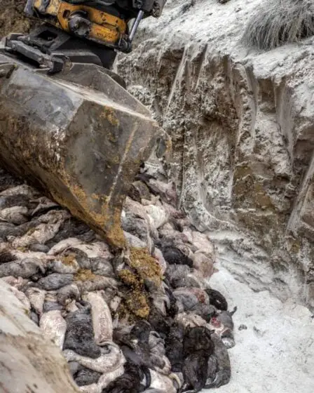 Les fosses communes de vison au Danemark ont ​​peut-être déjà pollué les eaux souterraines - 1