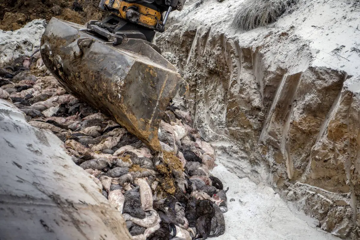 Les fosses communes de vison au Danemark ont peut-être déjà pollué les eaux souterraines 4 Les fosses communes de vison au Danemark ont peut-être déjà pollué les eaux souterraines - 3