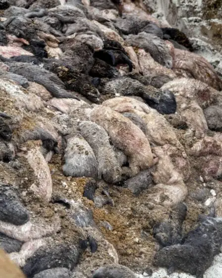 Le Danemark envisage de déterrer des millions de visons morts qu'il a récemment tués dans des fosses communes - 25