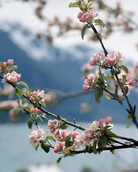 Mauvaise année de la prune à plusieurs endroits le long de la côte 8 Mauvaise année de la prune à plusieurs endroits le long de la côte - 7