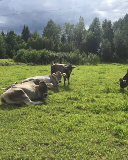 Les agriculteurs doivent vendre ou abattre les animaux en raison du manque d'aliments 23 Les agriculteurs doivent vendre ou abattre les animaux en raison du manque d'aliments - 22
