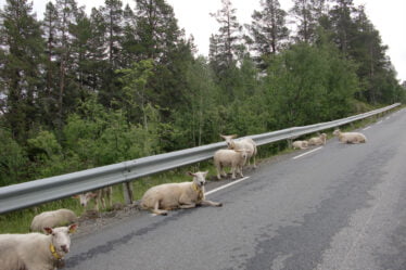 Un loup responsable d'un tiers des meurtres de moutons - 18