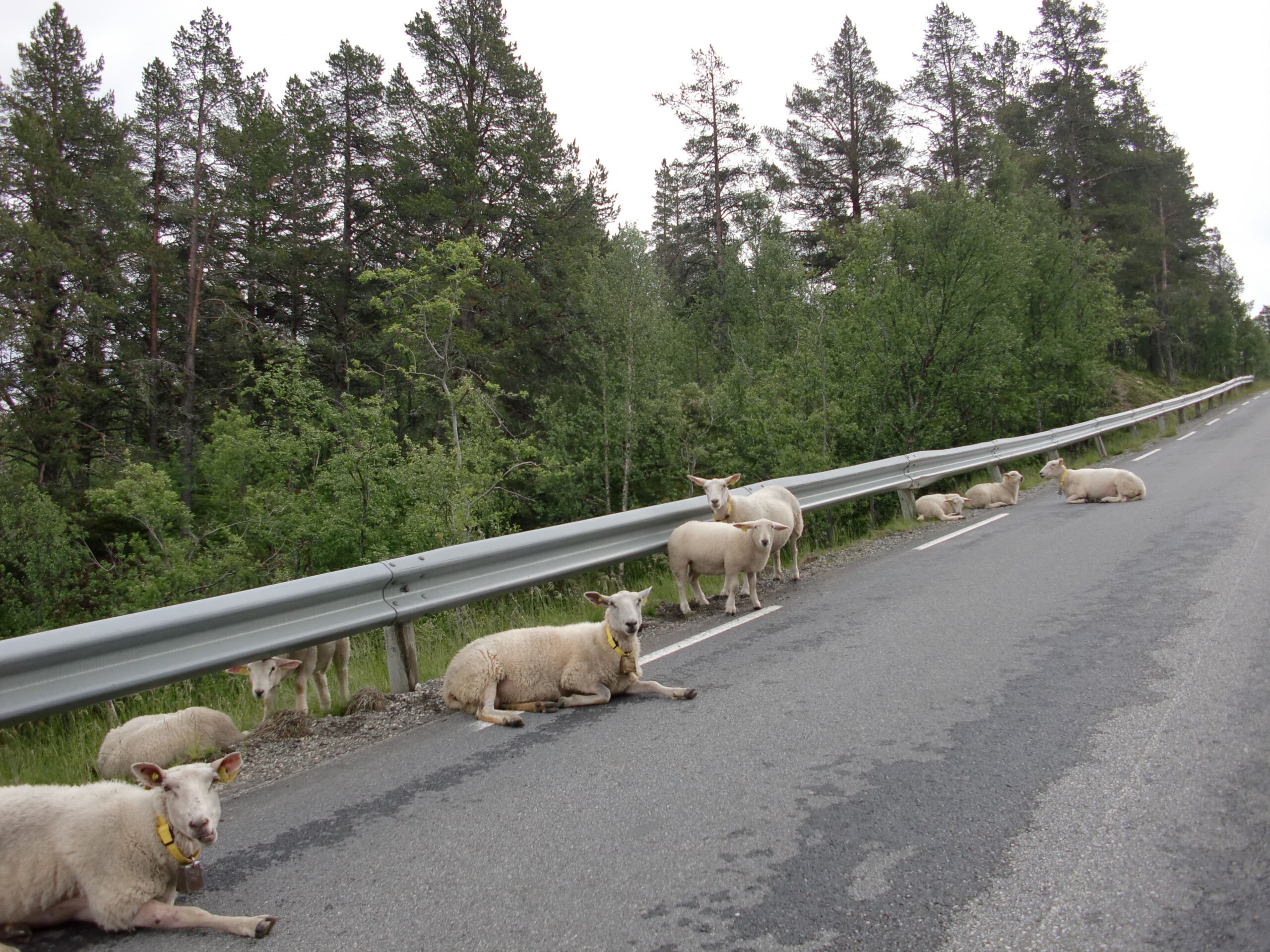 La plupart des moutons endommagés depuis 2014 - 3