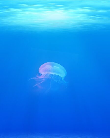 La Norvège a signé des accords de délimitation maritime avec l'Islande et le Danemark / les îles Féroé 26 La Norvège a signé des accords de délimitation maritime avec l'Islande et le Danemark / les îles Féroé - 25