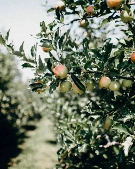 L'année dernière, la Norvège a enregistré sa pire année fruitière depuis 2015 23 L'année dernière, la Norvège a enregistré sa pire année fruitière depuis 2015 - 22