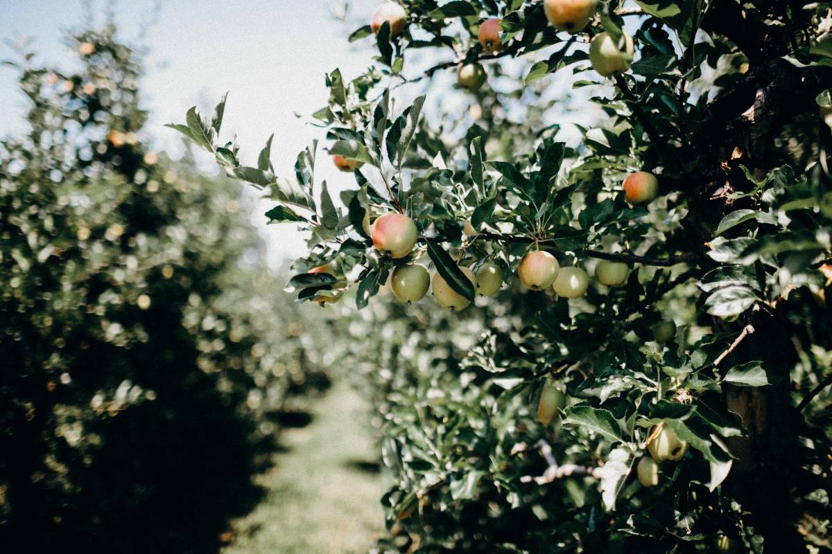 L'année dernière, la Norvège a enregistré sa pire année fruitière depuis 2015 4 L'année dernière, la Norvège a enregistré sa pire année fruitière depuis 2015 - 3