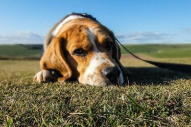 Le Halden Hound: le célèbre chien de chasse norvégien - 31