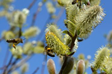 Avertissement de pollen de bouleau extrême pour le week-end - 20
