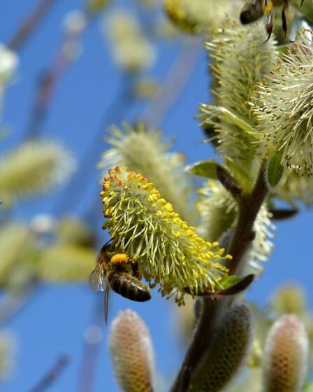 Avertissement de pollen de bouleau extrême pour le week-end 8 Avertissement de pollen de bouleau extrême pour le week-end - 7