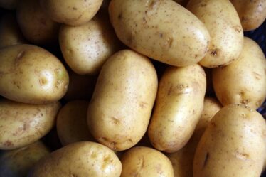 Les pommes de terre créent des files d'attente sur l'E6 en direction d'Oslo: "Il y a des quantités insensées de pommes de terre dans toutes les directions" - 20