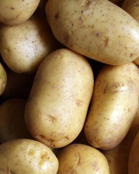 Les pommes de terre créent des files d'attente sur l'E6 en direction d'Oslo: "Il y a des quantités insensées de pommes de terre dans toutes les directions" 8 Les pommes de terre créent des files d'attente sur l'E6 en direction d'Oslo: "Il y a des quantités insensées de pommes de terre dans toutes les directions" - 7